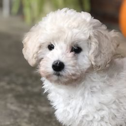 Emily - White Poodle puppy in Woodson, Illinois from Elsa’s Mini Poodles