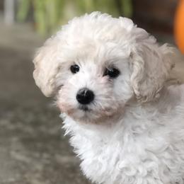 Emily - White Poodle puppy in Woodson, Illinois from Elsa’s Mini Poodles