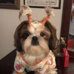 Bella - Shih Tzu