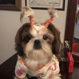 Bella - Shih Tzu