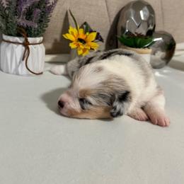 Luna - Blue merle and white female American Corgi puppy in Santa Ana, California from Tran's CorgiLand