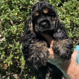 Boy 1 - male Cocker Spaniel puppy in Comfort, Texas from D&D Hill Country Cockers and Chihuahuas