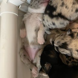Australian Shepherd Puppies from Criollo Australian Shepherds