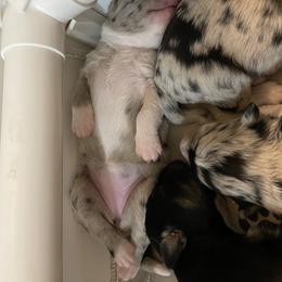 Australian Shepherd Puppies from Criollo Australian Shepherds
