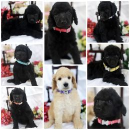 Poodle Puppies from Outlaw Canines