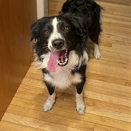 Border Collie Puppies from Trailblazer Border Collies