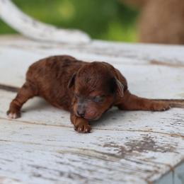 Bean - Merle female Whoodle puppy in West Bend, Iowa from Blue Skies Terriers