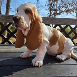 Tess 2700.00 - Red and white female Basset Hound puppy in Denison, Texas from Emma Lou's Baby Bassets