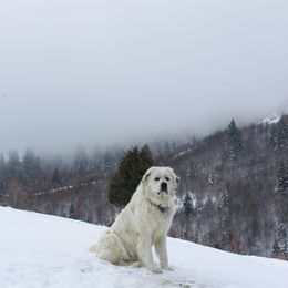 Adi - Great Pyrenees
