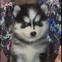 Kazbar - Black and white male Pomsky puppy in Spring Hill, Florida from PDQ Pomskies
