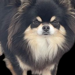 Tish - Chihuahua