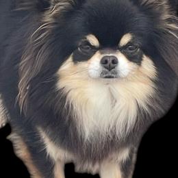 Tish - Chihuahua