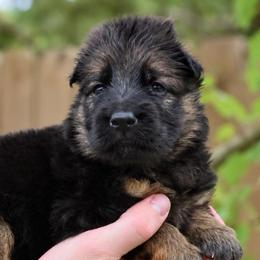 Addison - Black and red female German Shepherd puppy in Canton, Texas from WILDWOOD GERMAN SHEPHERDS