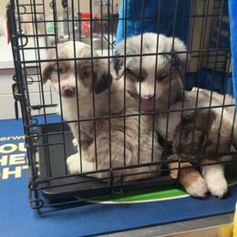 Miniature Australian Shepherd Puppies from Mid-Plains Mini Aussies