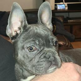Clark - Blue male French Bulldog puppy in Graham, Washington from Kristy's French Bulldogs & Mini Schnauzers