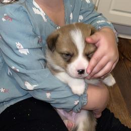 Pembroke Welsh Corgi Puppies from Gotta Chase Em All Corgis