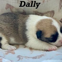 Dally - Red female Pembroke Welsh Corgi puppy in Woodland, Washington from MB Acres Corgis