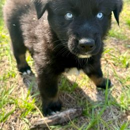 Australian Shepherd Puppies from SoCo Aussies