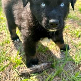 Australian Shepherd Puppies from SoCo Aussies
