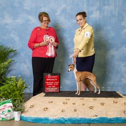 Italian Greyhound Puppies from Ruscelli Italian Greyhounds