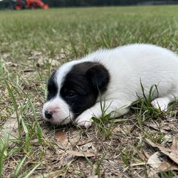 Scooter - Tri-color male Russell Terrier puppy in Ocala, Florida from Rivermont Farm