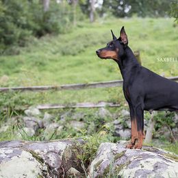 Doberman Pinschers from Saxbell Dobermans