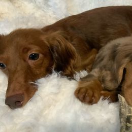 Dachshunds from Big Island’s Little Weiners