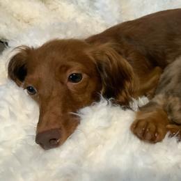 Dachshunds from Big Island’s Little Weiners