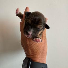 Jettson - Sable male Pembroke Welsh Corgi puppy in Benjamin, Utah from Nuna’s  Corgis