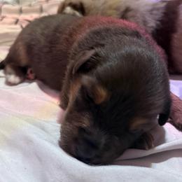 Hulk - Red tri-color male Australian Shepherd puppy in East Hartford, Connecticut from CT Aussies