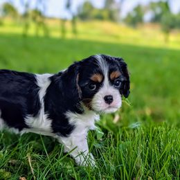 Aspen - Tri-color female Cavalier King Charles Spaniel puppy in Medford, Wisconsin from Panache Puppies