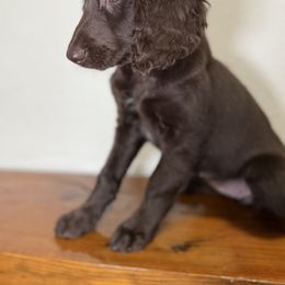 Lasagna - Chocolate Goldendoodle puppy in Saint Louis, Missouri from Jax Doodles