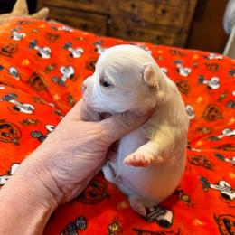 Carl - Cream male Chihuahua puppy in Seneca, Missouri from Stephanie’s Puppy Colony