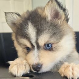 Pomskies from Precious Paws Pomskies