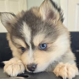 Pomskies from Precious Paws Pomskies