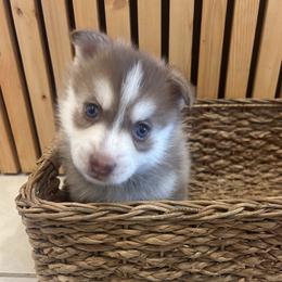 Pax - Red and white male Pomsky puppy in Pasco County, Florida from Pomsky Hills