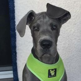 Great Dane Puppies from Blue Envy Great Danes