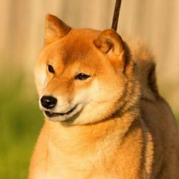 Iki BCAT - Shiba Inu