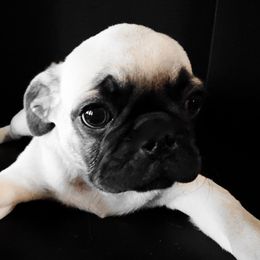 Grizzly - Black Collar - Fawn male Pug puppy in Hereford, Arizona from Broken Road Ranch Pugs
