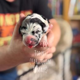 Tonks - Harlequin female Great Dane puppy in Lawrenceburg, Indiana from Jordan Giants
