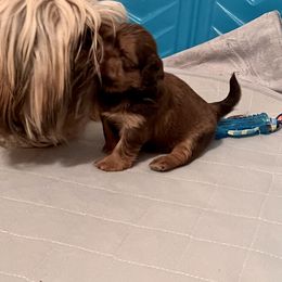 Shih Tzu Puppies from Shannon’s Sweet and Sassy Shih Tzu’s