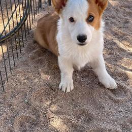 Baby Chloe - Red female Pembroke Welsh Corgi puppy in Hesperia, California from Amatskennel - Stubby Tails Ranch