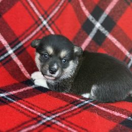 Aurora - Black and tan female American Corgi puppy in Washington, Arkansas from Foxy Knoll Farm