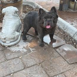 Diablo - French Bulldog