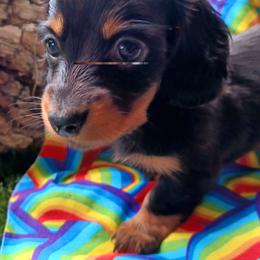Penelope - Black and tan female Dachshund puppy in Birmingham, Alabama from Mini Doxies Love