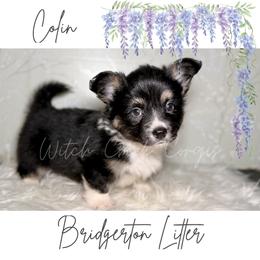 Colin - Black and white male American Corgi puppy in Greenwood, Indiana from Witch Creek Corgis