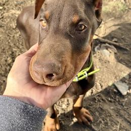 "TIKO" Doberman Pinscher Puppies from Von Schaaf Haus DuPree