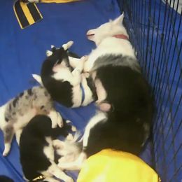 Border Collies from Bob & Donette's Border Collies