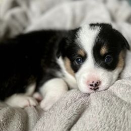 American Corgis from Key Largo Corgis