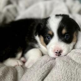 American Corgis from Key Largo Corgis